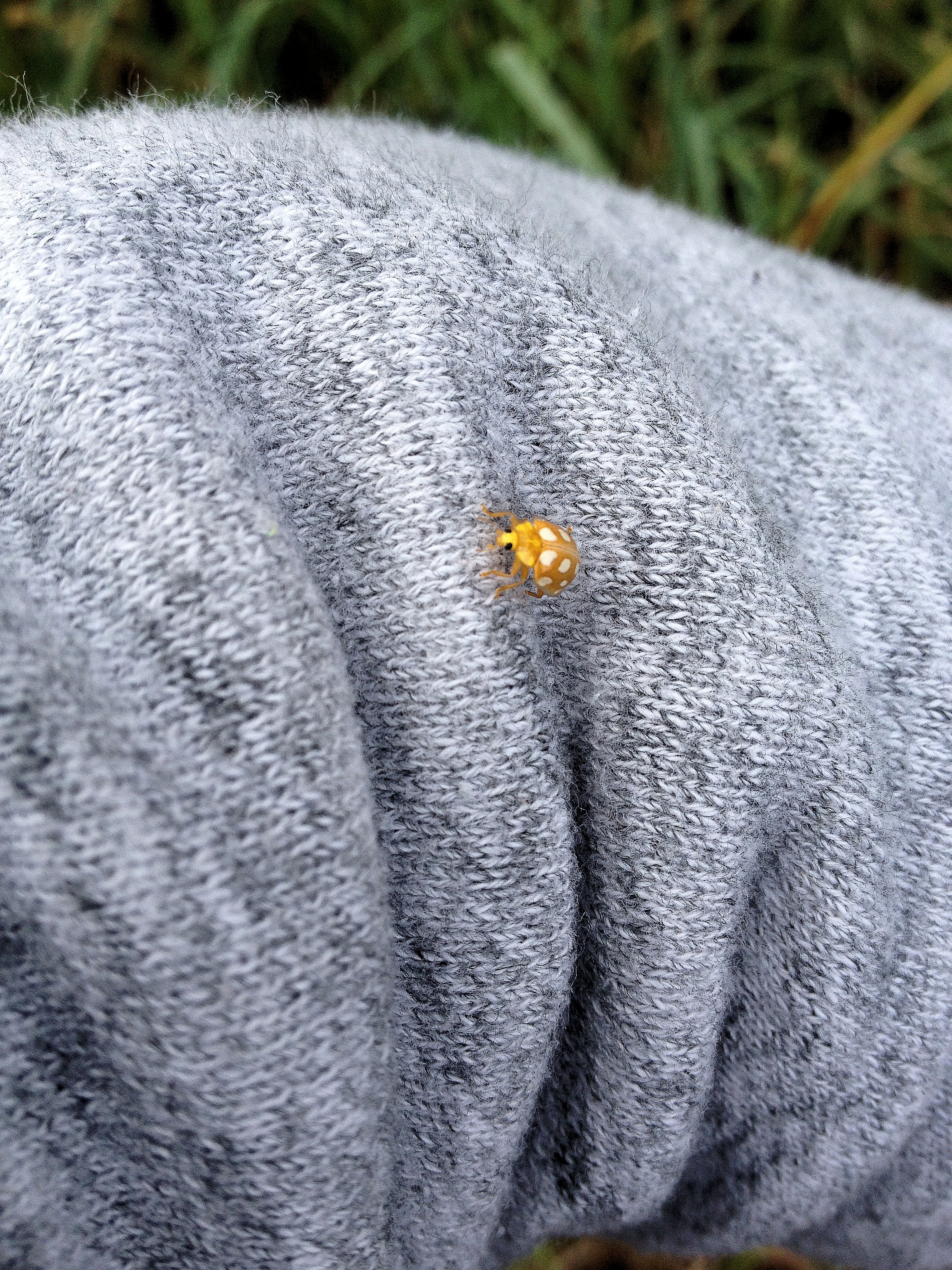 Halyzia sedecimguttata la grande coccinelle ou la coccinelle